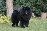 CHOW CHOW 784
